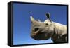 Desert Black Rhino-null-Framed Stretched Canvas