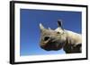 Desert Black Rhino-null-Framed Photographic Print