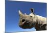 Desert Black Rhino-null-Mounted Photographic Print