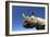 Desert Black Rhino-null-Framed Photographic Print