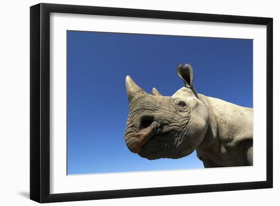 Desert Black Rhino-null-Framed Photographic Print