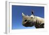 Desert Black Rhino-null-Framed Photographic Print