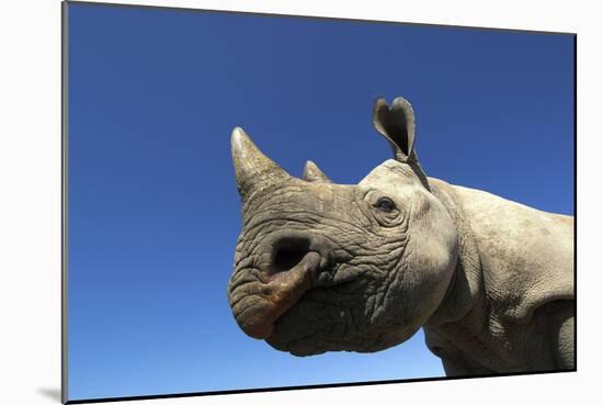 Desert Black Rhino-null-Mounted Photographic Print