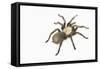 Desert Blond Tarantula-DLILLC-Framed Stretched Canvas