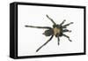 Desert Blond Tarantula-DLILLC-Framed Stretched Canvas