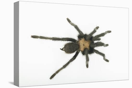 Desert Blond Tarantula-DLILLC-Stretched Canvas