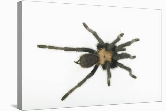 Desert Blond Tarantula-DLILLC-Stretched Canvas