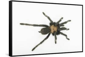 Desert Blond Tarantula-DLILLC-Framed Stretched Canvas