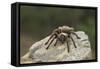 Desert Blond Tarantula-DLILLC-Framed Stretched Canvas