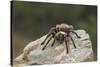 Desert Blond Tarantula-DLILLC-Stretched Canvas