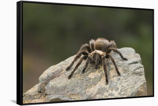 Desert Blond Tarantula-DLILLC-Framed Stretched Canvas