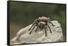 Desert Blond Tarantula-DLILLC-Framed Stretched Canvas