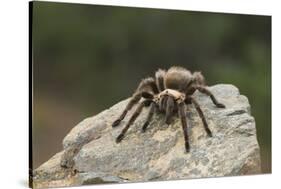 Desert Blond Tarantula-DLILLC-Stretched Canvas