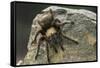 Desert Blond Tarantula-DLILLC-Framed Stretched Canvas