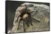 Desert Blond Tarantula-DLILLC-Framed Stretched Canvas