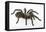 Desert Blond Tarantula-DLILLC-Framed Stretched Canvas