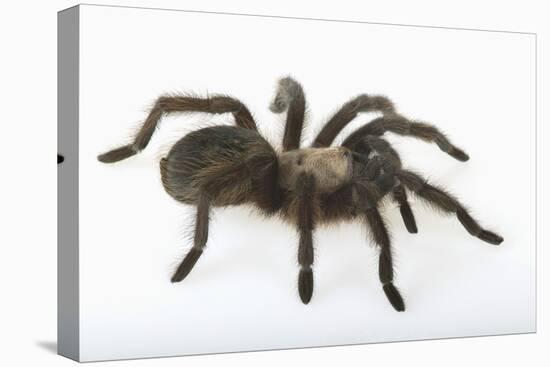 Desert Blond Tarantula-DLILLC-Stretched Canvas