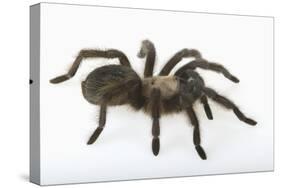 Desert Blond Tarantula-DLILLC-Stretched Canvas