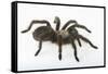 Desert Blond Tarantula-DLILLC-Framed Stretched Canvas