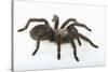 Desert Blond Tarantula-DLILLC-Stretched Canvas