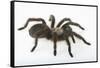 Desert Blond Tarantula-DLILLC-Framed Stretched Canvas