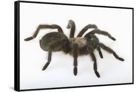 Desert Blond Tarantula-DLILLC-Framed Stretched Canvas