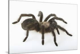 Desert Blond Tarantula-DLILLC-Stretched Canvas