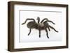 Desert Blond Tarantula-DLILLC-Framed Premium Photographic Print