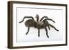 Desert Blond Tarantula-DLILLC-Framed Photographic Print