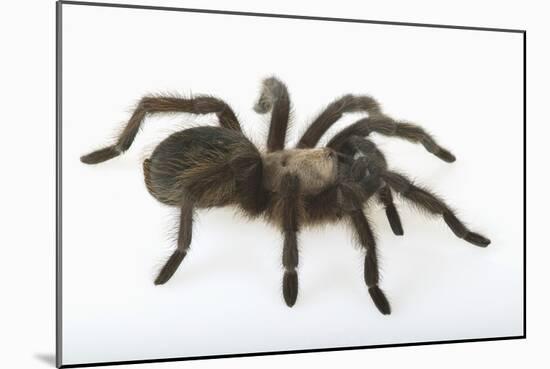 Desert Blond Tarantula-DLILLC-Mounted Photographic Print