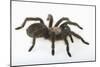 Desert Blond Tarantula-DLILLC-Mounted Photographic Print