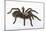 Desert Blond Tarantula-DLILLC-Mounted Photographic Print