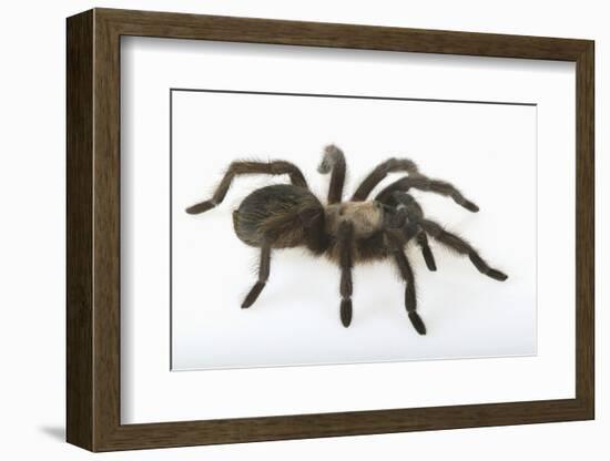 Desert Blond Tarantula-DLILLC-Framed Photographic Print