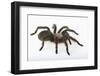 Desert Blond Tarantula-DLILLC-Framed Photographic Print