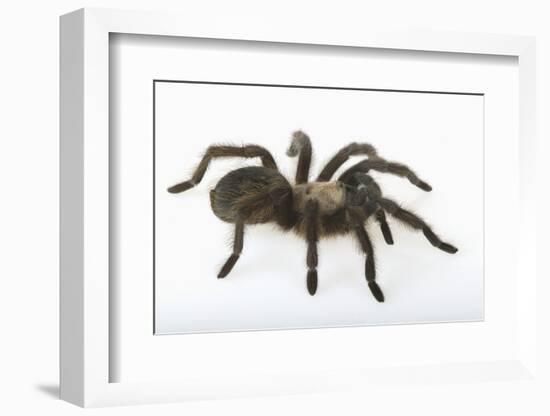 Desert Blond Tarantula-DLILLC-Framed Photographic Print