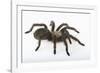 Desert Blond Tarantula-DLILLC-Framed Photographic Print