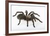 Desert Blond Tarantula-DLILLC-Framed Photographic Print