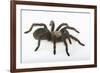 Desert Blond Tarantula-DLILLC-Framed Photographic Print