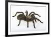 Desert Blond Tarantula-DLILLC-Framed Photographic Print