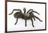 Desert Blond Tarantula-DLILLC-Framed Photographic Print