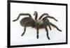 Desert Blond Tarantula-DLILLC-Framed Photographic Print