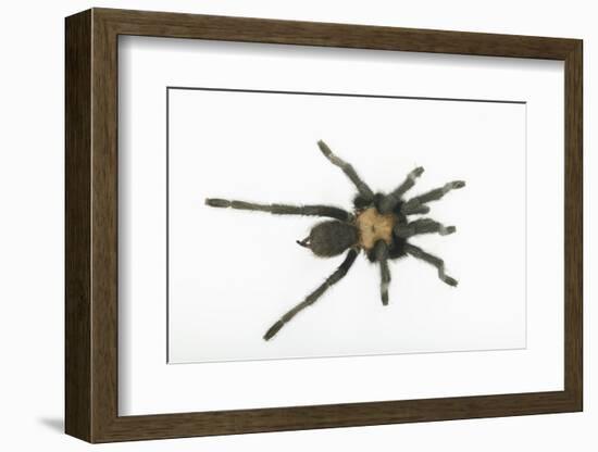 Desert Blond Tarantula-DLILLC-Framed Photographic Print