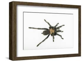 Desert Blond Tarantula-DLILLC-Framed Photographic Print