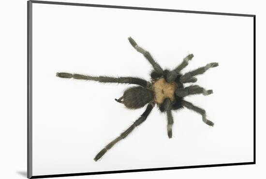 Desert Blond Tarantula-DLILLC-Mounted Photographic Print