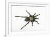 Desert Blond Tarantula-DLILLC-Framed Photographic Print