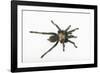 Desert Blond Tarantula-DLILLC-Framed Photographic Print