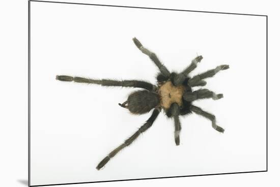 Desert Blond Tarantula-DLILLC-Mounted Photographic Print