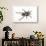 Desert Blond Tarantula-DLILLC-Framed Photographic Print displayed on a wall
