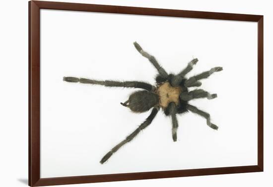 Desert Blond Tarantula-DLILLC-Framed Photographic Print