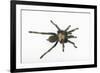 Desert Blond Tarantula-DLILLC-Framed Photographic Print